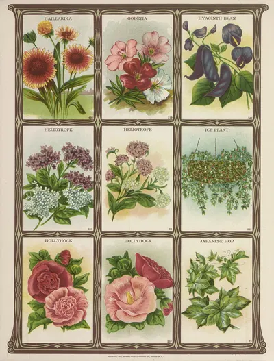 Gaillardia, Godetia, Hyacinth Bean, Heliotrope…. by Genesee Valley Lithograph Co., 1921 — digital art print download