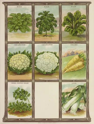 Kale, Cauliflower, Chicory, Cress, Leek by Genesee Valley Lithograph Co., 1921 — digital art print download