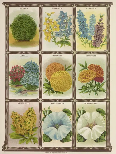 Kochia, Larkspur, Lobelia, Marigold… by Genesee Valley Lithograph Co., 1921 — digital art print download