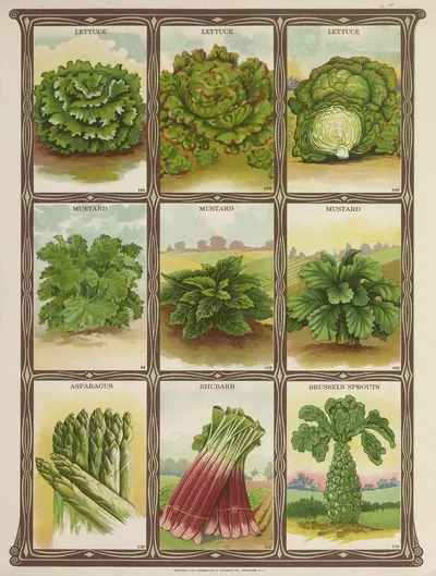 Lettuce, Mustard, Asparagus, Rhubarb, Brussel Sprouts by Genesee Valley Lithograph Co., 1921 — digital art print download