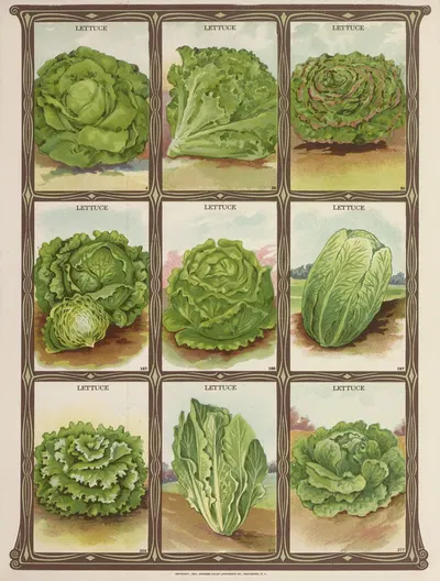 Lettuce by Genesee Valley Lithograph Co., 1921 — digital art print download