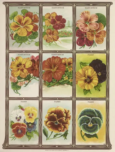 Nasturtium, Pansy by Genesee Valley Lithograph Co., 1921 — digital art print download