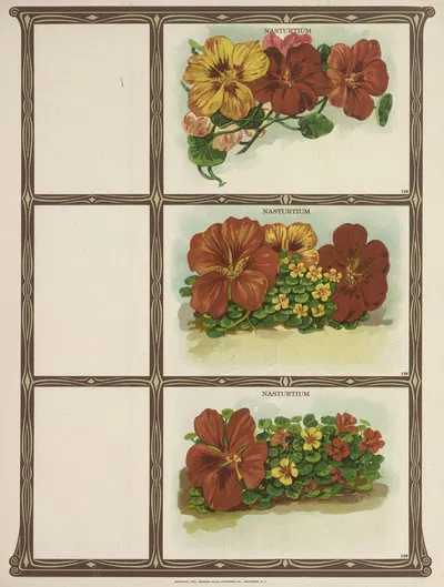 Nasturtium by Genesee Valley Lithograph Co., 1921 — digital art print download