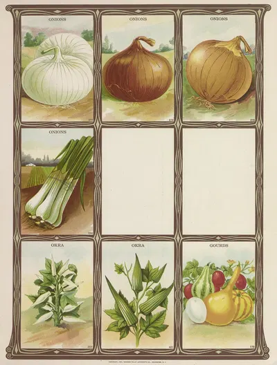 Onions, Okra, Gourds by Genesee Valley Lithograph Co., 1921 — digital art print download