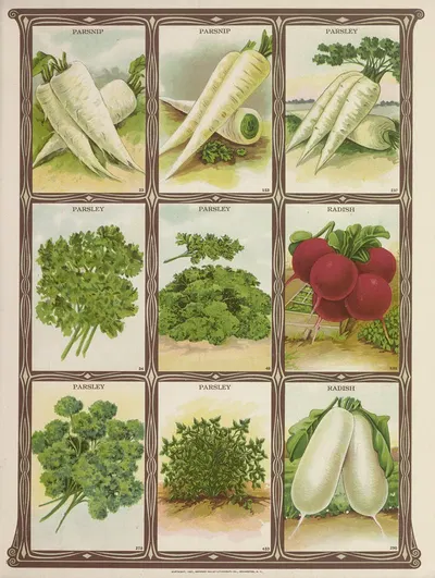 Parsnip, Parsley, Radish by Genesee Valley Lithograph Co., 1921 — digital art print download
