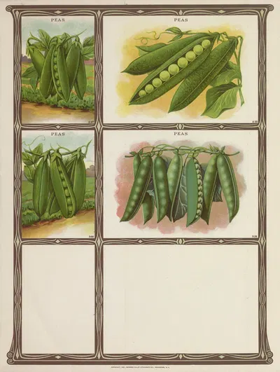 Peas by Genesee Valley Lithograph Co., 1921 — digital art print download