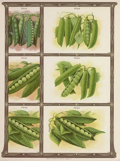 Peas by Genesee Valley Lithograph Co., 1921 — digital art print download