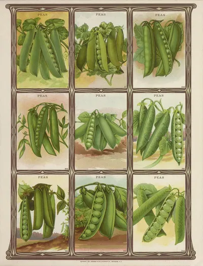 Peas by Genesee Valley Lithograph Co., 1921 — digital art print download