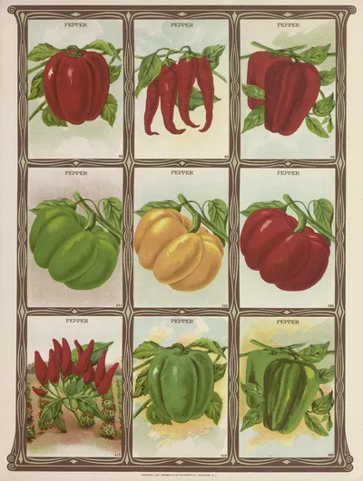 Pepper by Genesee Valley Lithograph Co., 1921 — digital art print download