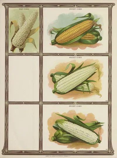 Pop Corn, Sweet Corn by Genesee Valley Lithograph Co., 1921 — digital art print download
