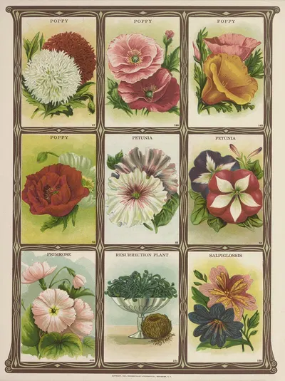 Poppy, Petunia, Primrose…. by Genesee Valley Lithograph Co., 1921 — digital art print download