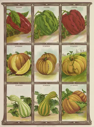 Pumpkin by Genesee Valley Lithograph Co., 1921 — digital art print download