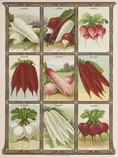 Radish by Genesee Valley Lithograph Co., 1921 — digital art print download