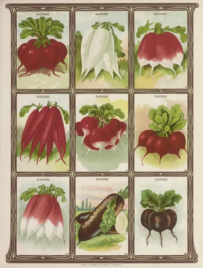 Radish by Genesee Valley Lithograph Co., 1921 — digital art print download