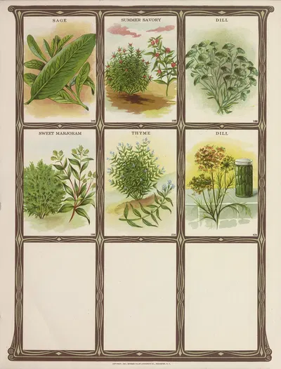 Sage, Summer Savory, Dill, Summer Marjoram, Thyme by Genesee Valley Lithograph Co., 1921 — digital art print download