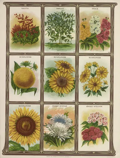Salvia, Smilax, Stock, Sunflower… by Genesee Valley Lithograph Co., 1921 — digital art print download