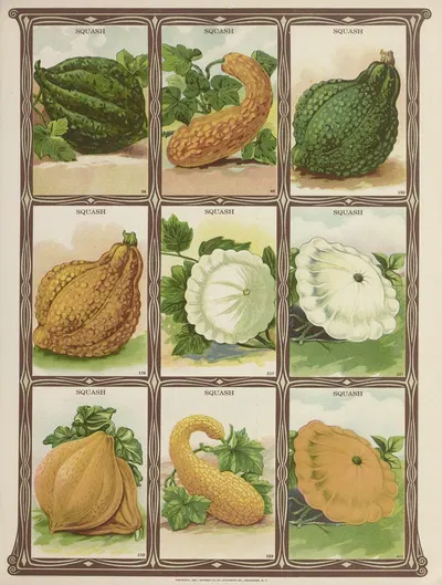 Squash by Genesee Valley Lithograph Co., 1921 — digital art print download