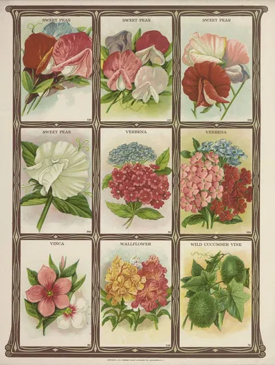 Sweet Peas, Verbena, Vinca, Wallflower…. by Genesee Valley Lithograph Co., 1921 — digital art print download