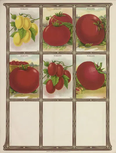 Tomato by Genesee Valley Lithograph Co., 1921 — digital art print download