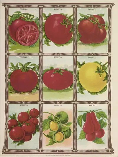 Tomato by Genesee Valley Lithograph Co., 1921 — digital art print download