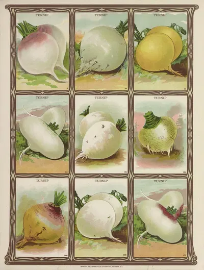 Turnip by Genesee Valley Lithograph Co., 1921 — digital art print download