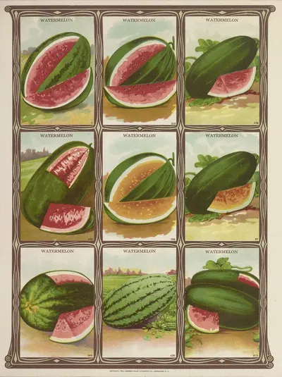 Watermelon by Genesee Valley Lithograph Co., 1921 — digital art print download