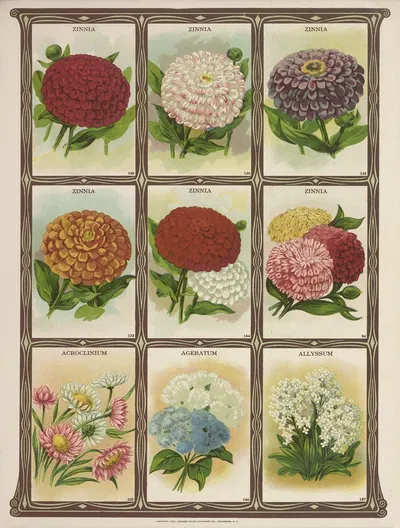 Zinnia, Acroclinium, Ageratum, Allyssum by Genesee Valley Lithograph Co., 1921 — digital art print download