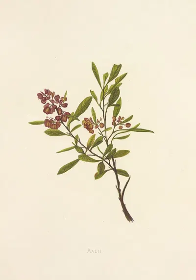 Aalii by Isabella McHutcheson Sinclair, 1885 — digital art print download