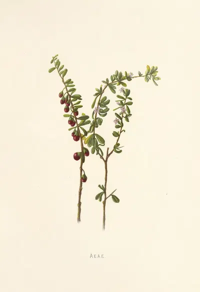 Aeae by Isabella McHutcheson Sinclair, 1885 — digital art print download