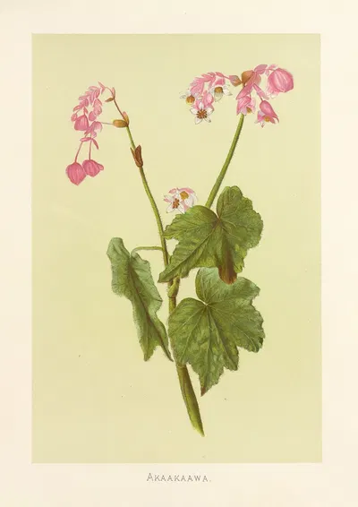 Akaakaawa by Isabella McHutcheson Sinclair, 1885 — digital art print download