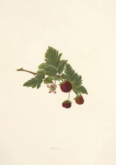 Akala by Isabella McHutcheson Sinclair, 1885 — digital art print download
