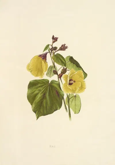 Hau by Isabella McHutcheson Sinclair, 1885 — digital art print download