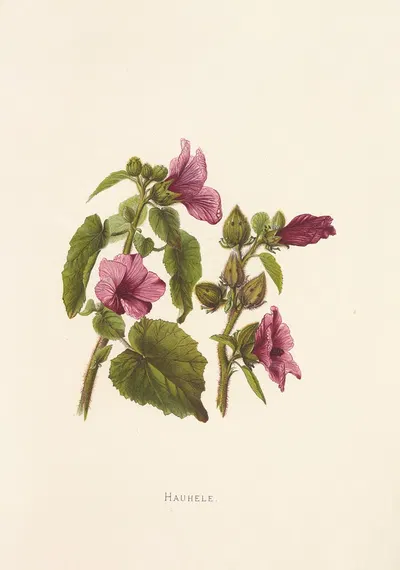 Hauhele by Isabella McHutcheson Sinclair, 1885 — digital art print download