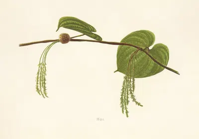 Hoi by Isabella McHutcheson Sinclair, 1885 — digital art print download