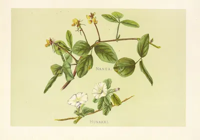Hunakai by Isabella McHutcheson Sinclair, 1885 — digital art print download