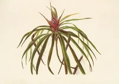 Ieie by Isabella McHutcheson Sinclair, 1885 — digital art print download