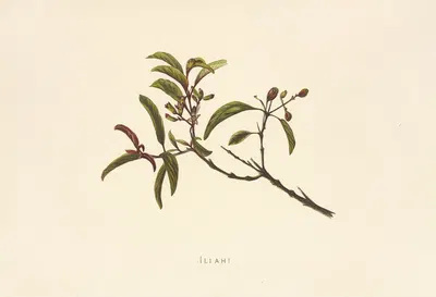 Iliahi by Isabella McHutcheson Sinclair, 1885 — digital art print download