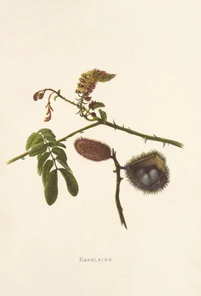 Kakalaioa by Isabella McHutcheson Sinclair, 1885 — digital art print download
