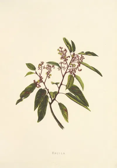 Kauila by Isabella McHutcheson Sinclair, 1885 — digital art print download