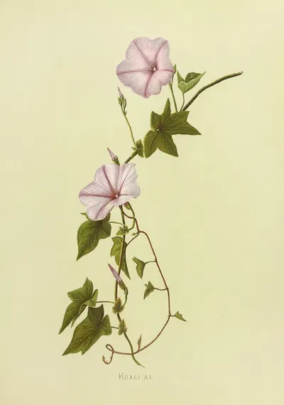 Koali-Ai by Isabella McHutcheson Sinclair, 1885 — digital art print download