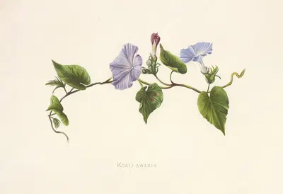 Koali-Awahia by Isabella McHutcheson Sinclair, 1885 — digital art print download