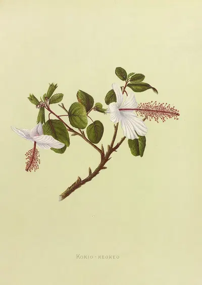 Kokio-Keokeo by Isabella McHutcheson Sinclair, 1885 — digital art print download