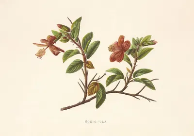 Kokio-Ula by Isabella McHutcheson Sinclair, 1885 — digital art print download