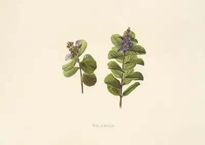 Kolokolo by Isabella McHutcheson Sinclair, 1885 — digital art print download