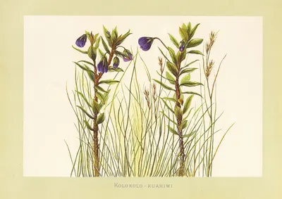 Kolokolo-Kuahiwi by Isabella McHutcheson Sinclair, 1885 — digital art print download