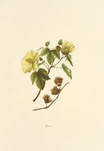 Mao by Isabella McHutcheson Sinclair, 1885 — digital art print download