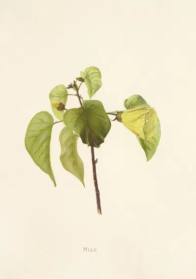 Milo by Isabella McHutcheson Sinclair, 1885 — digital art print download