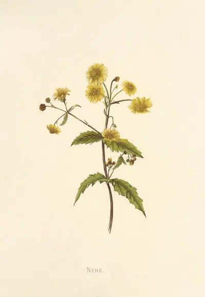 Nehe by Isabella McHutcheson Sinclair, 1885 — digital art print download