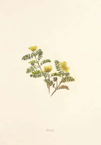 Nohu by Isabella McHutcheson Sinclair, 1885 — digital art print download
