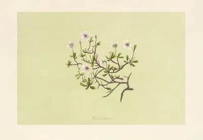 Nohuanu by Isabella McHutcheson Sinclair, 1885 — digital art print download